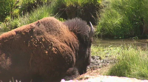 Bison - close up Stock Footage 82740