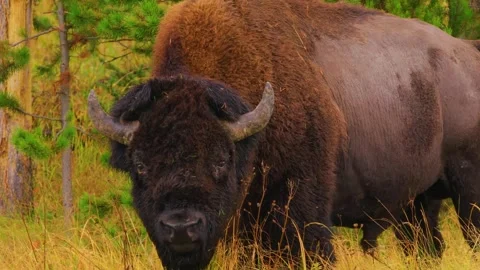 Bison Close Up Stock Footage 323138878