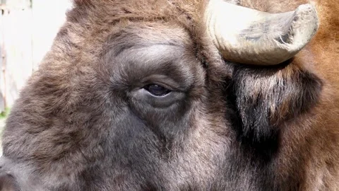 Bison close up, head and eyes of a bull background. Stock Footage 153459527