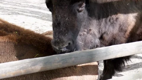 Bison close up, head and eyes of a bull background. Stock Footage 153459542