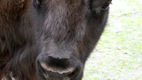 Bison close up, head and eyes of a bull background. Stock Footage 153459560