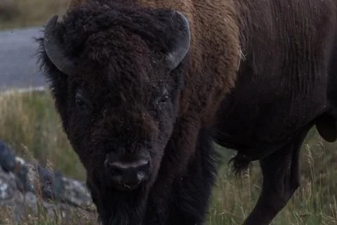 Bison Close up Stock Photos
