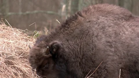 Bison close up while eating his food. Wildlife scene from nature Video stock 249923016