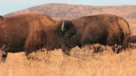 Bison Closeup II Stock Footage 20486658