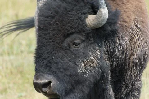 Bison Closeup Stock Photos