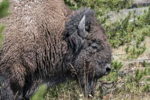 Bison Closeup Foto stock