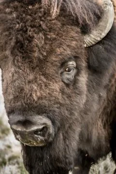 Bison Closeup Foto stock