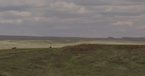 Bison in cloud shadow walks in distance Stock Footage 83461294