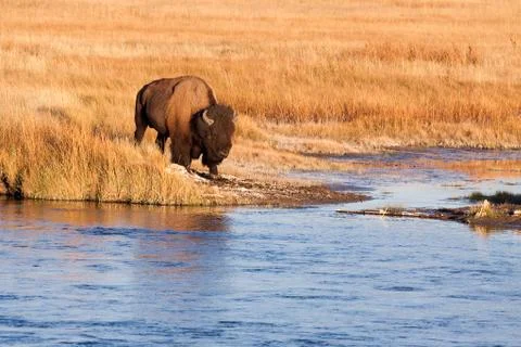 Bison Coming Down to the River for a Drink Stock Photos