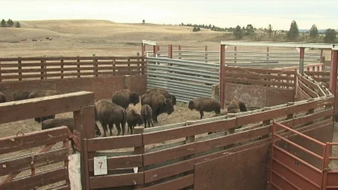 Bison in Corral Stock Footage 98464899