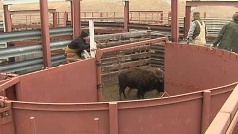 Bison in Corral Stock Footage 98474368