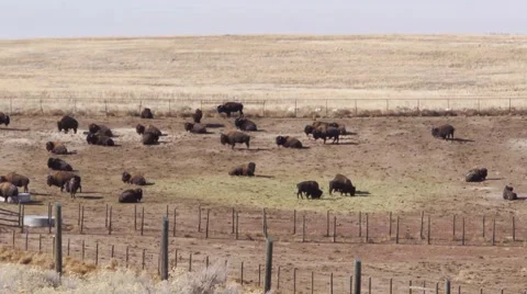 Bison corral on hill Stock Footage 48614581
