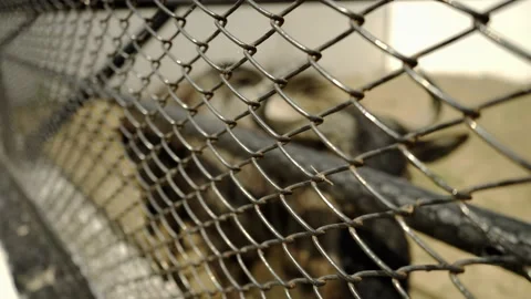 Bison in the corral. Large brown bison. Wild wisent with horns. Stockbeeldmateriaal 165741337