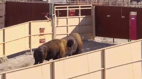 Bison corral roaming Stock Footage 48614599
