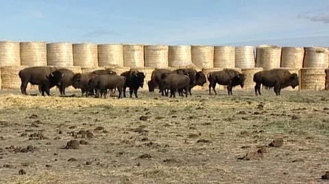 Bison in Corral Surrounded by Hay Bales Stock Footage 105929234