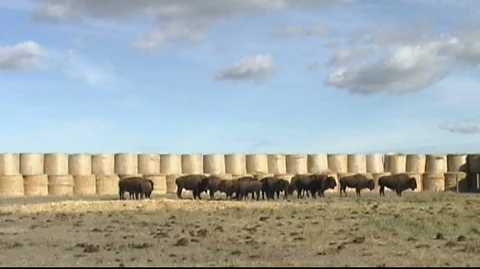 Bison in Corral Surrounded by Hay Bales Stock Footage 105929632