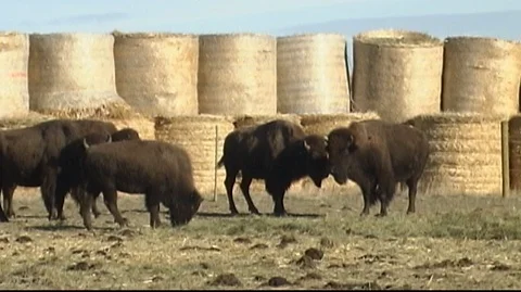 Bison in Corral Surrounded by Hay Bales Stock Footage 105929640