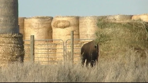 Bison in Corral Surrounded by Hay Bales Stock Footage 105929761