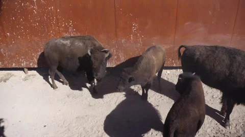 Bison corral tight shot Vídeos de archivo 48614579