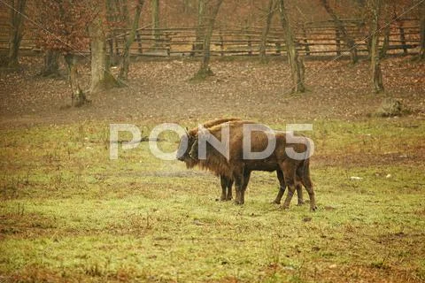 Bison couple Stock Photos