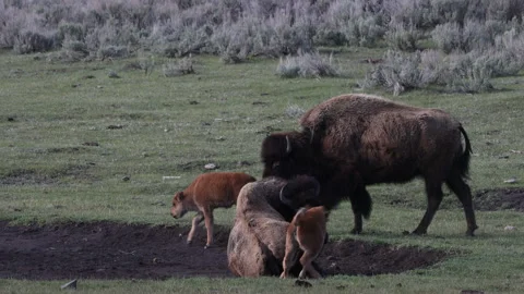 Bison Cows and Calves in Yellowstone National Park Wyoming in Springtime Stock Footage 336556556