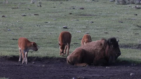 Bison Cows and Calves in Yellowstone National Park Wyoming in Springtime Stock Footage 336556636