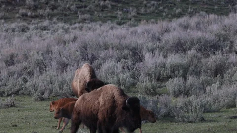 Bison Cows and Calves in Yellowstone National Park Wyoming in Springtime Stock Footage 336556963