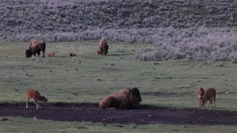 Bison Cows and Calves in Yellowstone National Park Wyoming in Springtime Stock Footage 336556968