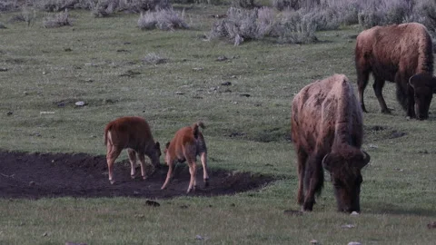Bison Cows and Calves in Yellowstone National Park Wyoming in Springtime Stock Footage 336557402