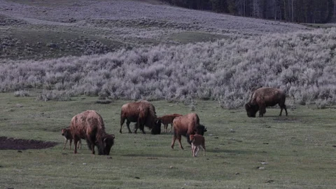 Bison Cows and Calves in Yellowstone National Park Wyoming in Springtime Stock Footage 336557427