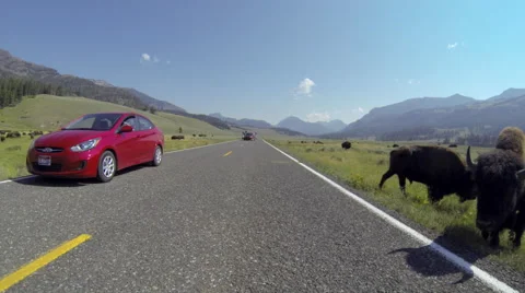 Bison Cross Road Time Lapse POV Stock Footage 62814944