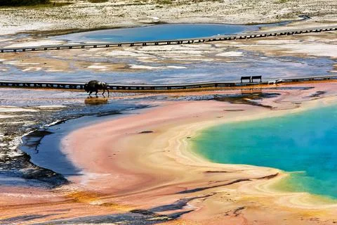 A bison crossing Grand Prismatic Spring at the Yellowstone National Park. W.. Stock Photos