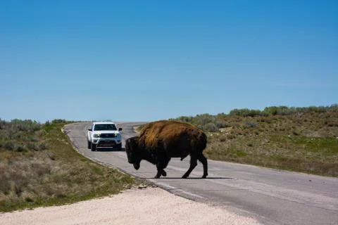 A Bison Crossing Stock Photos