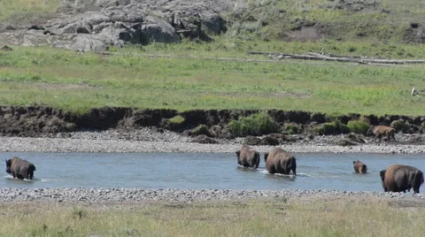 Bison Crossing River with Calf Stock Footage 62958092