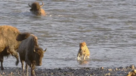 Bison Crossing River Stock Footage 76948702