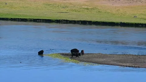 Bison crossing river in Yellowstone National Park Stock Footage 148431653