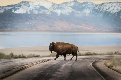 Bison Crossing Road Stock-Fotos