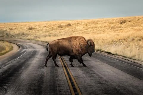 Bison Crossing Road Stock Photos