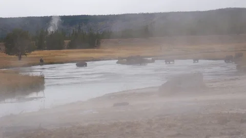 Bison Crossing a Steamy River in Yellowstone Stock Footage 122689049