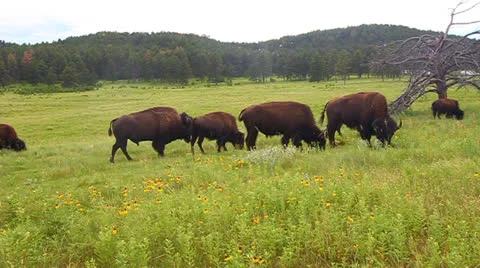 Bison at Custer State Park Video stock 22677326