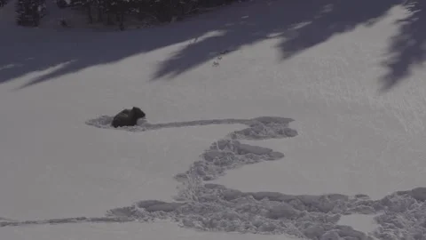 Bison in deep snow with track Yellowstone National Park Stock Footage 310532433