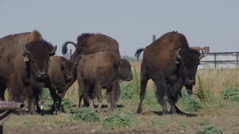 Bison Defecating Next to Herd in Enclosed Prairie Pasture Vídeos de archivo 332433513