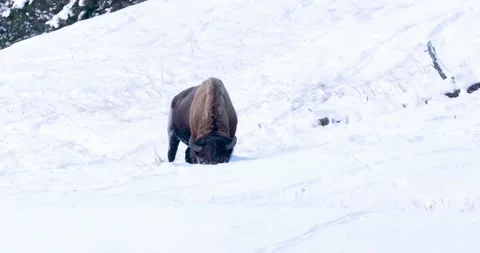 Bison Digging Through Snow for Food Vídeo Stock 239962348