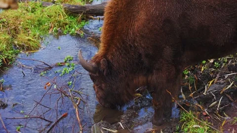 Bison drinking water in a lush stream near a forested area Stock Footage 292634810