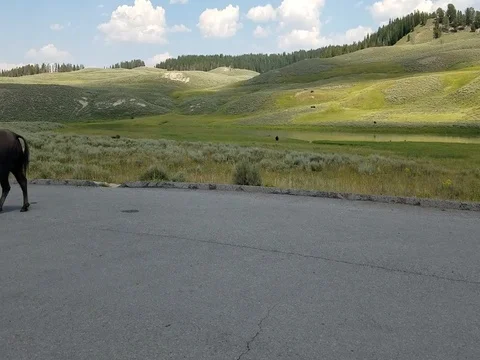 Bison Drive By Stock-Footage 80266871