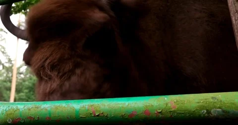 Bison drives away insects Stock Footage 77780973