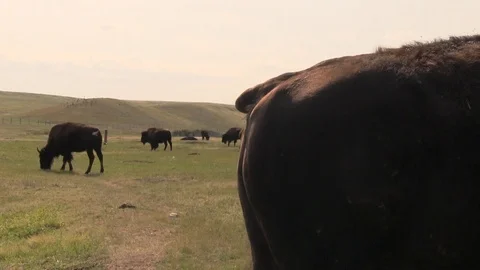 Bison dust bath 1 Stock-Footage 119749563