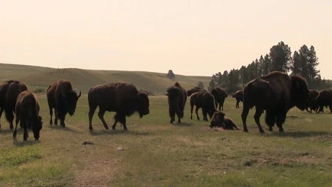 Bison dust bath 2 스톡 동영상 119750390