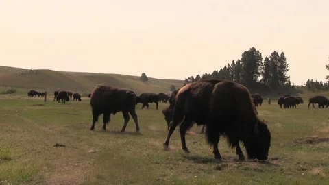 Bison dust bath 3 動画素材 119750954