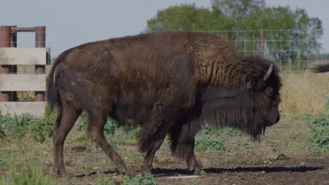 Bison with an ear tag and dirty coat walks behind its herd Vídeos de archivo 332434065